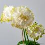DS-Fairy Streptocarpus